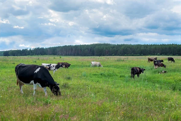 İnekler yeşil bir yaz çayırında otluyor. Seçici odak