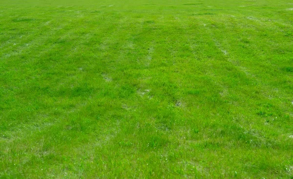 Natuurlijk Groen Getrimd Gras Veld Achtergrond Selectieve Focus — Stockfoto