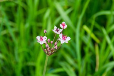 Yaz çayırlarında açan kır çiçekleri. Seçici odak