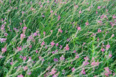 Yaz çayırlarında açan kır çiçekleri. Seçici odak