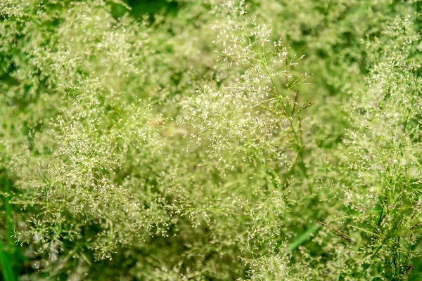 Champ Herbe Verte Sauvage Fraîche Sur Fond Bokeh Flou Gros — Photo