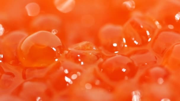 Red caviar. macro — Stock Video