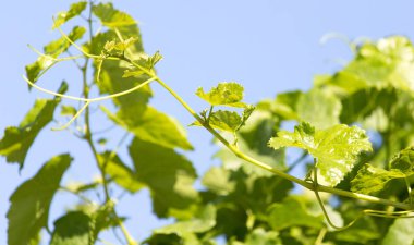 Üzüm dalları mavi gökyüzünün arka planında