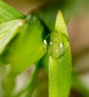 Yeşil çimlerin üzerindeki çiy damlaları. makro