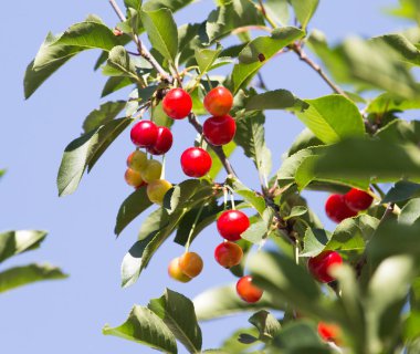 doğa kırmızı kiraz