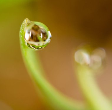 Yeşil çimlerin üzerindeki çiy damlaları. makro