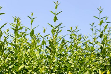 Mavi gökyüzüne karşı yeşil yapraklar