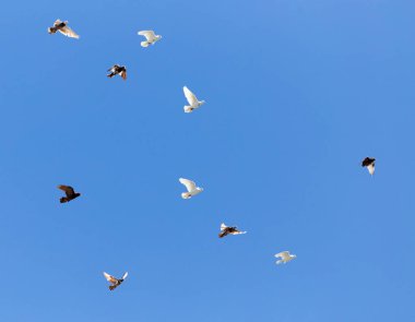 güvercin mavi gökyüzü üzerinde Flock