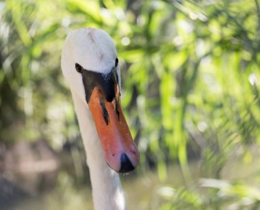 Hayvanat bahçesinde beyaz kuğu