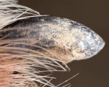 köpek pençeleri. Makro