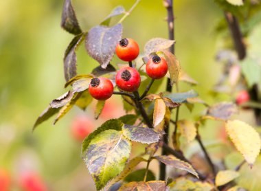 doğada kırmızı kuşburnu