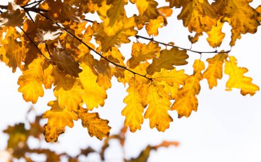 Sonbaharda ağaçtaki yapraklar.