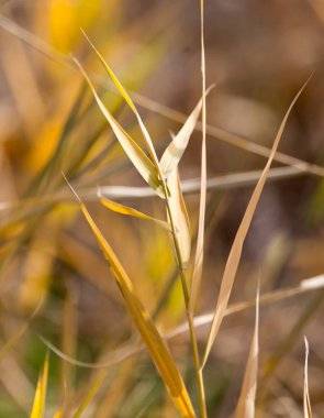 açık havada sonbaharda bulrush