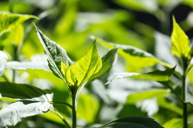 Doğada yeşil yapraklar