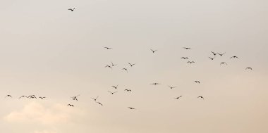 Gün batımında gökyüzünde bir martı sürüsü