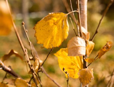 Sonbaharda ağaçtaki yapraklar.