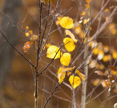 sonbahar doğa sarı yapraklarda