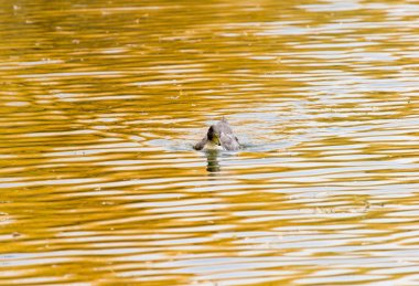 Gölde sonbaharda ördek