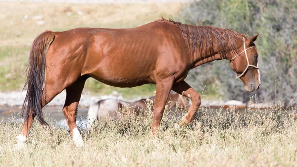 Cavallo rosso sulla natura in autunno — Foto Stock