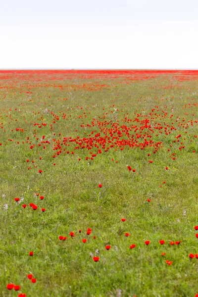 Rode klaprozen in het veld als achtergrond — Stockfoto