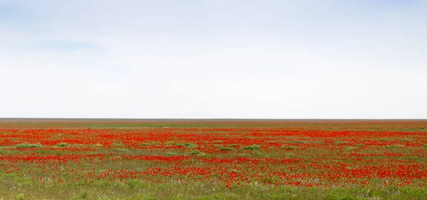 Amapolas rojas en el campo como fondo —  Fotos de Stock