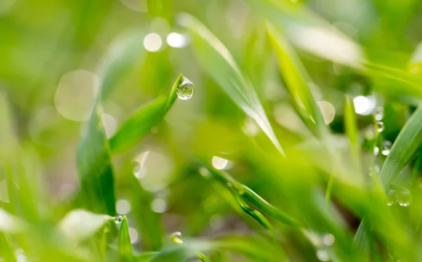 绿草上的露珠。宏观 — 图库照片