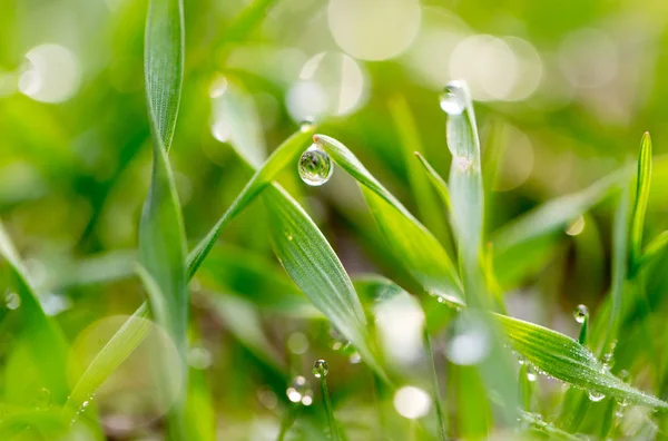 Droppar dagg på det gröna gräset. makro — Stockfoto