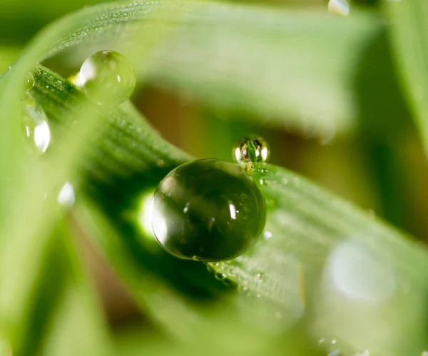 Gotas de rocío en la hierba verde. macro — Foto de Stock