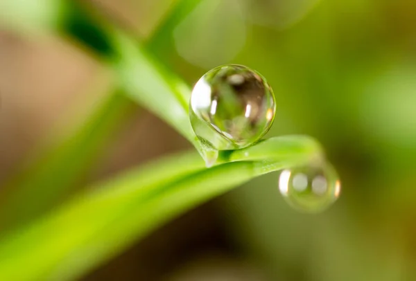 Gotas de orvalho na grama verde. macro — Fotografia de Stock