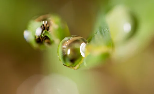 Gotas de rocío en la hierba verde. macro — Foto de Stock