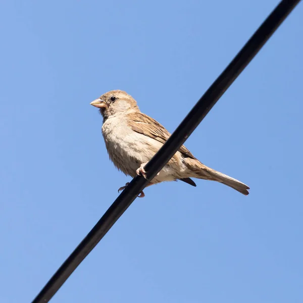 Vrabec na drátě proti modré obloze — Stock fotografie