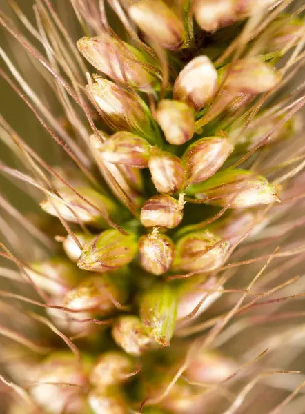 Grassamen im Ohr. Makro — Stockfoto