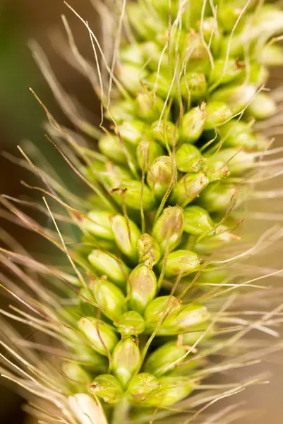 Travní osivo v uchu. makro — Stock fotografie