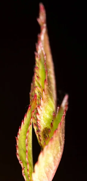 Strom listů v přírodě. makro — Stock fotografie