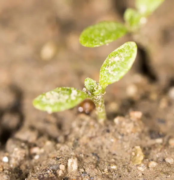 Green sprout in the ground. macro — Stock Photo, Image