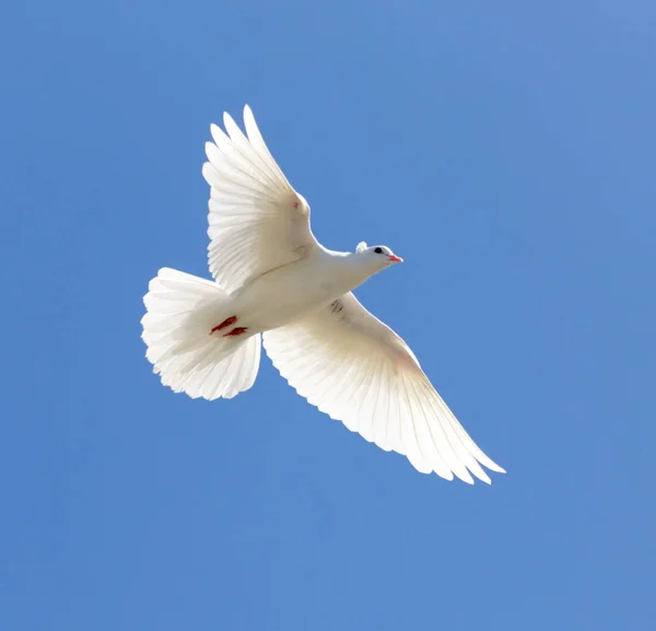 Weiße Taube am blauen Himmel — Stockfoto