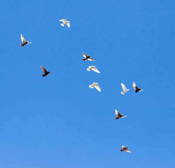 Taubenschwarm am blauen Himmel — Stockfoto