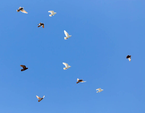 flock of pigeons on blue sky