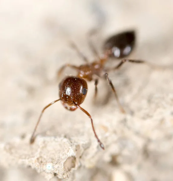 Ameise am Boden. Makro — Stockfoto