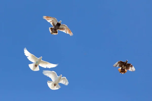 Flock of pigeons on blue sky — Stock Photo, Image