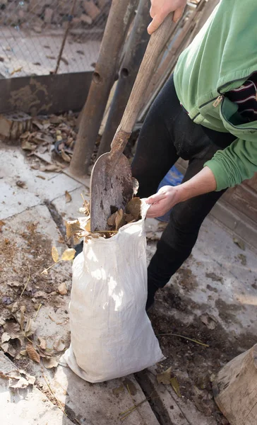 Schoonmaken van de bladeren in een zak — Stockfoto