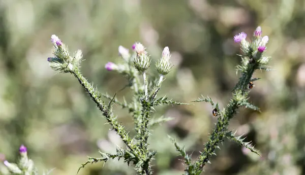 Plante épineuse dans la nature — Photo