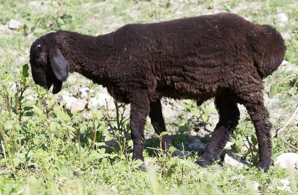 Черная овца на пастбище — стоковое фото