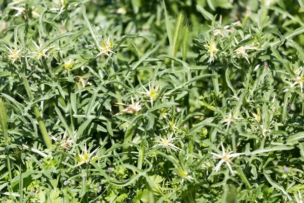 Prickly plant in nature — Stock Photo, Image