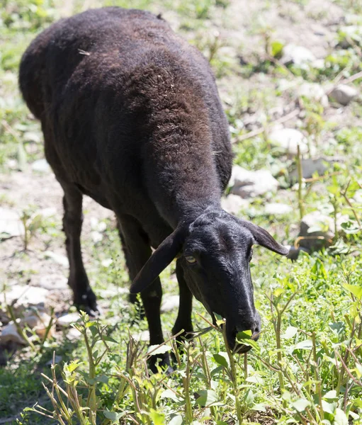 Czarne owce na pastwisku — Zdjęcie stockowe