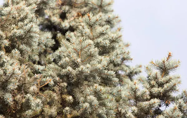 Blue spruce on nature — Stock Photo, Image