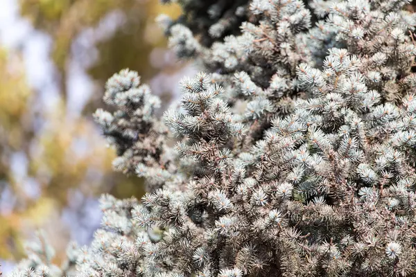 Blue spruce on nature — Stock Photo, Image