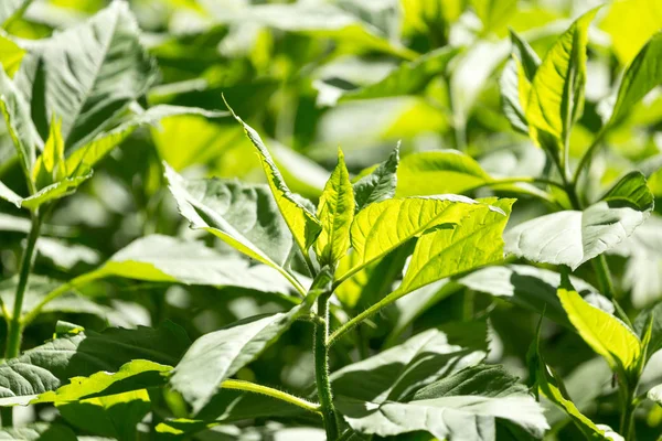 Groene bladeren op de plant in de natuur — Stockfoto