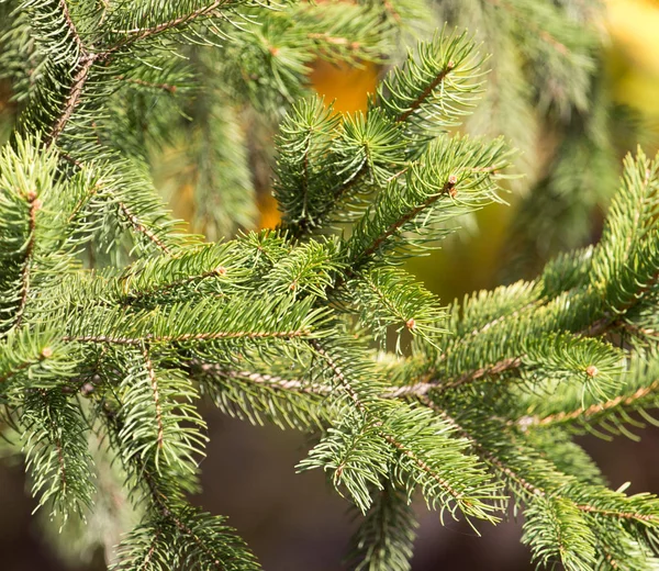 yeşil çam ağacı doğada