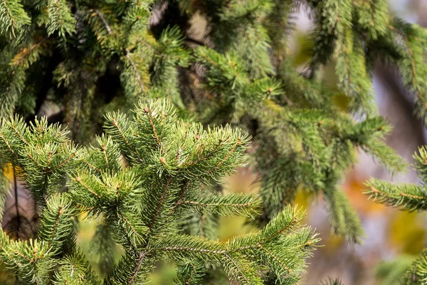 Abete verde in natura — Foto Stock